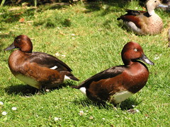 Ferruginous Pochard